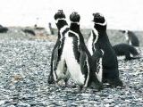 Foto: Tierra del Fuego. Gateway to the Icy Continent